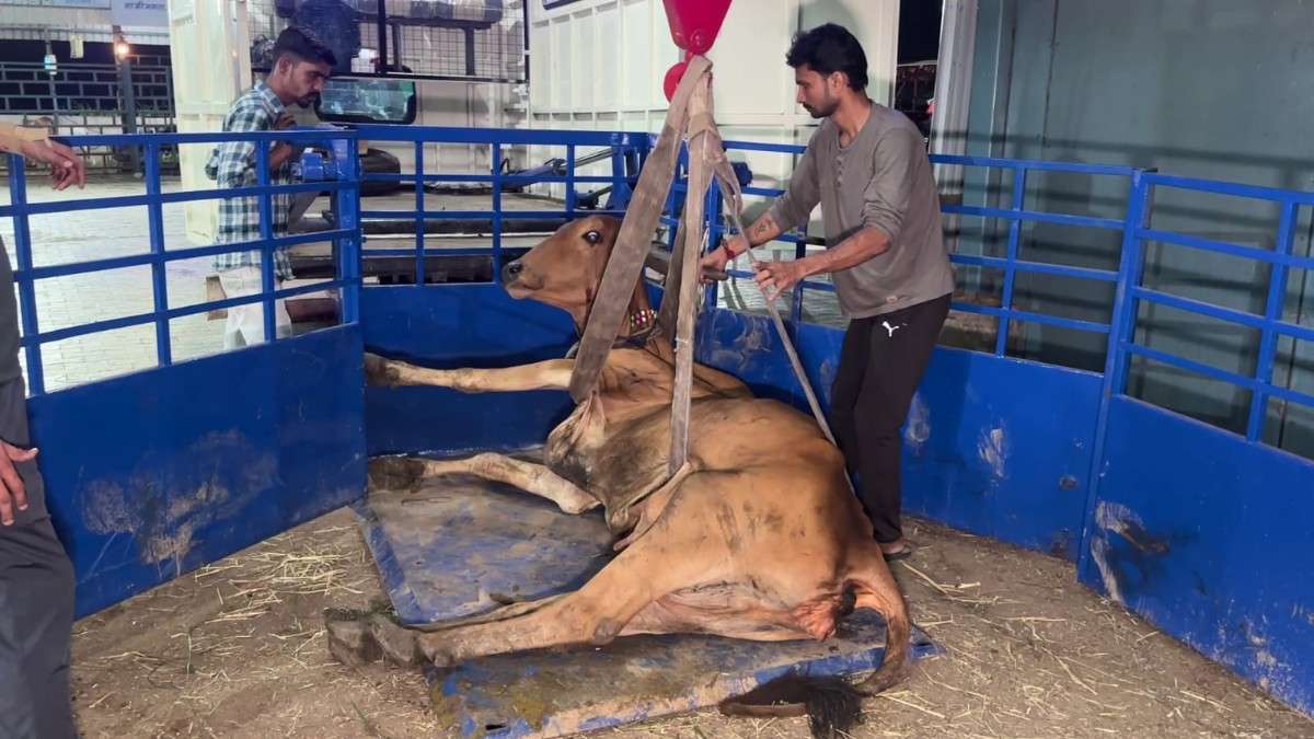 4leg_rescue_foundation_cover image